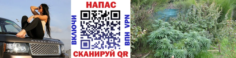 kraken ТОР  Астрахань  Шишки марихуана планчик 